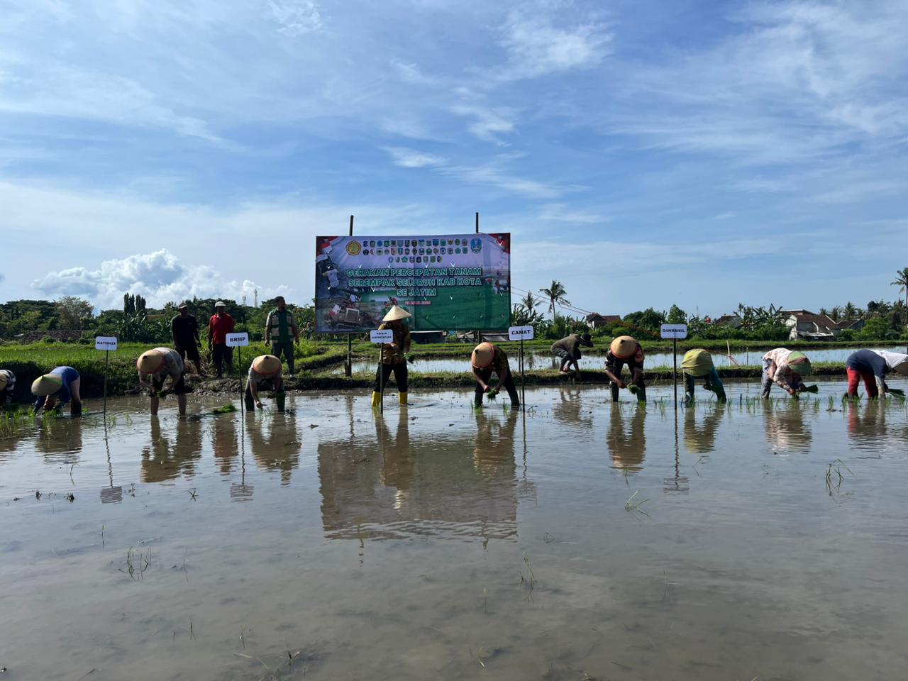 Banyuwangi Percepat Tanam Padi Serentak