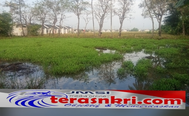 Geliat “Desa Genjeran”, Petani di Sukamanah Bekasi Pilih Budidaya Genjer Ketimbang Padi